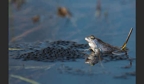 Moorfrosch (Rana arvalis)