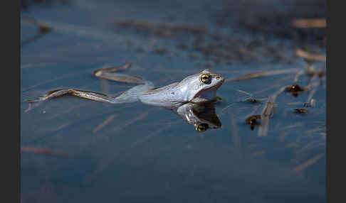 Moorfrosch (Rana arvalis)