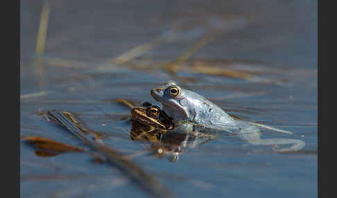 Moorfrosch (Rana arvalis)