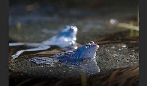 Moorfrosch (Rana arvalis)