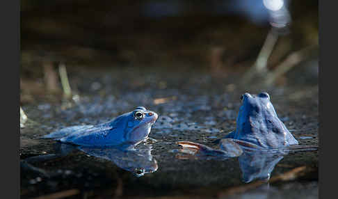 Moorfrosch (Rana arvalis)