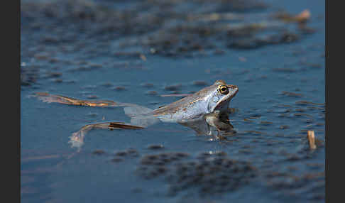 Moorfrosch (Rana arvalis)