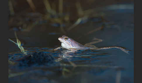 Moorfrosch (Rana arvalis)