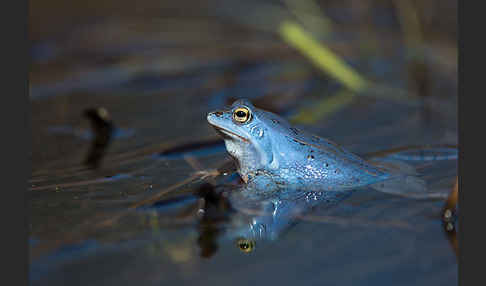 Moorfrosch (Rana arvalis)