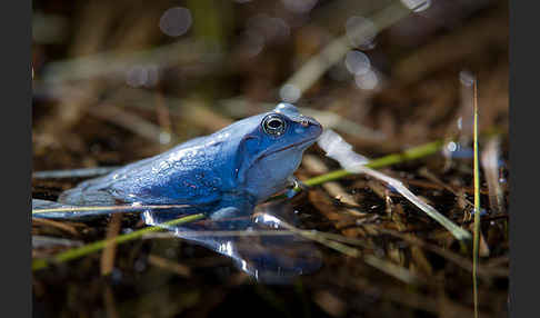 Moorfrosch (Rana arvalis)