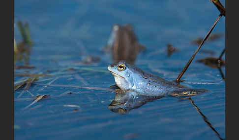 Moorfrosch (Rana arvalis)