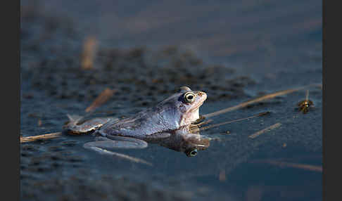 Moorfrosch (Rana arvalis)