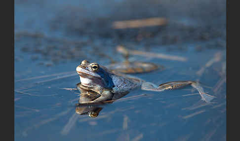 Moorfrosch (Rana arvalis)