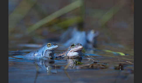 Moorfrosch (Rana arvalis)