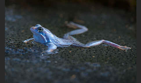 Moorfrosch (Rana arvalis)