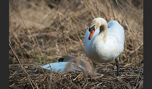 Höckerschwan (Cygnus olor)