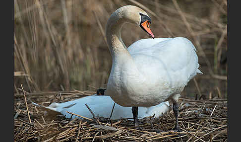 Höckerschwan (Cygnus olor)