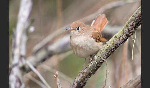 Nachtigall (Luscinia megarhynchos)