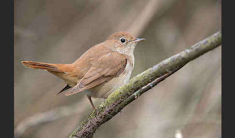 Nachtigall (Luscinia megarhynchos)