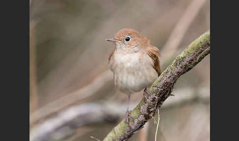 Nachtigall (Luscinia megarhynchos)