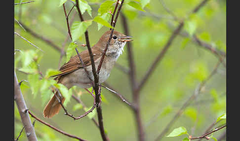 Nachtigall (Luscinia megarhynchos)