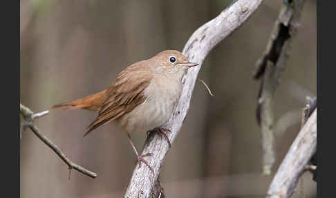 Nachtigall (Luscinia megarhynchos)