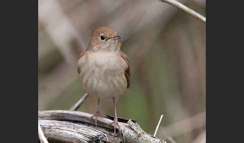 Nachtigall (Luscinia megarhynchos)