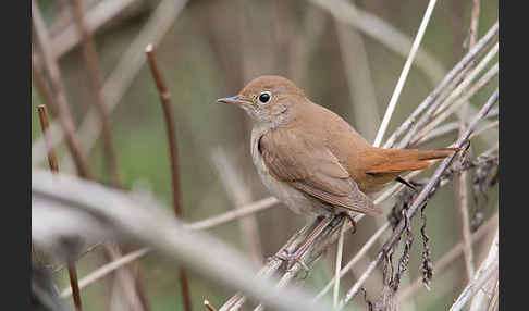 Nachtigall (Luscinia megarhynchos)