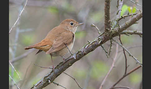 Nachtigall (Luscinia megarhynchos)