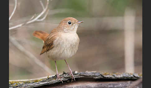 Nachtigall (Luscinia megarhynchos)