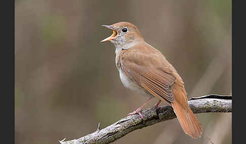 Nachtigall (Luscinia megarhynchos)