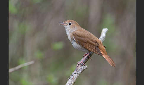 Nachtigall (Luscinia megarhynchos)