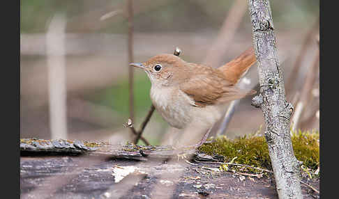 Nachtigall (Luscinia megarhynchos)