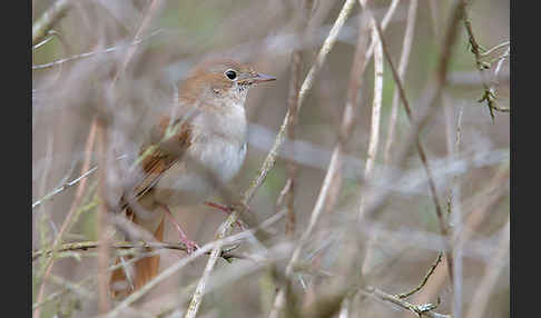 Nachtigall (Luscinia megarhynchos)