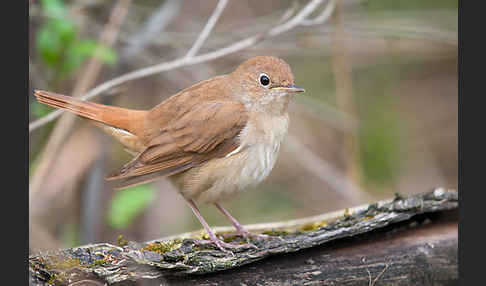 Nachtigall (Luscinia megarhynchos)