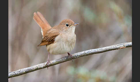 Nachtigall (Luscinia megarhynchos)