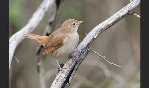 Nachtigall (Luscinia megarhynchos)