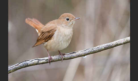 Nachtigall (Luscinia megarhynchos)