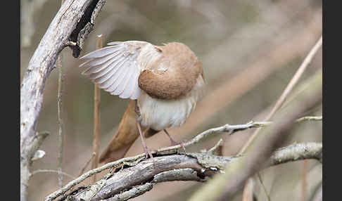 Nachtigall (Luscinia megarhynchos)