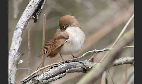 Nachtigall (Luscinia megarhynchos)