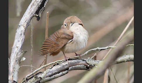 Nachtigall (Luscinia megarhynchos)