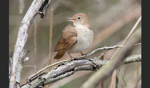 Nachtigall (Luscinia megarhynchos)