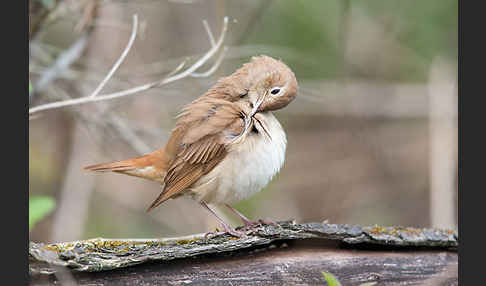 Nachtigall (Luscinia megarhynchos)