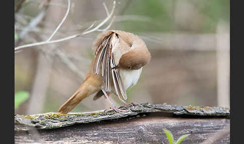 Nachtigall (Luscinia megarhynchos)