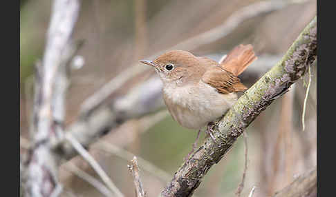 Nachtigall (Luscinia megarhynchos)