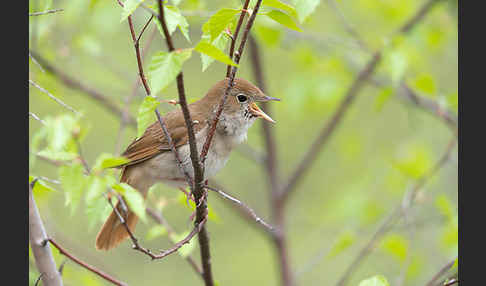 Nachtigall (Luscinia megarhynchos)