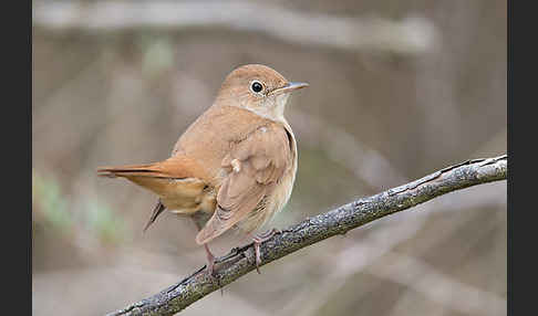 Nachtigall (Luscinia megarhynchos)