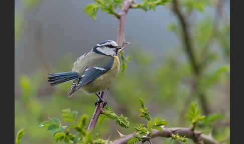 Blaumeise (Parus caeruleus)