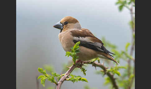 Kernbeißer (Coccothraustes coccothraustes)