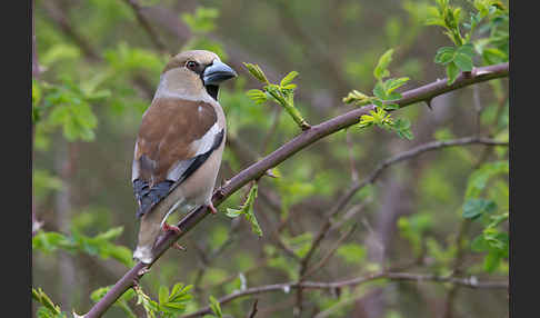 Kernbeißer (Coccothraustes coccothraustes)