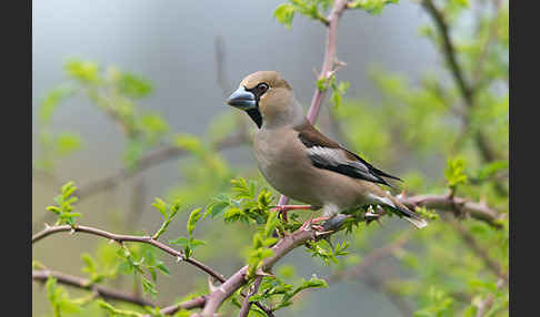 Kernbeißer (Coccothraustes coccothraustes)