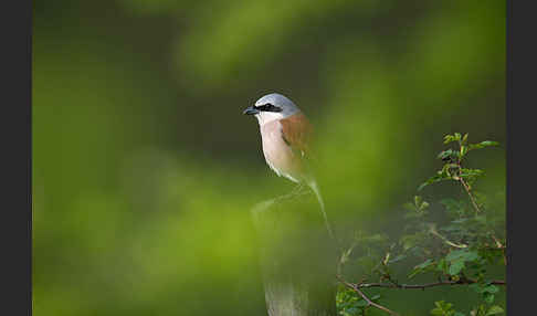 Neuntöter (Lanius collurio)