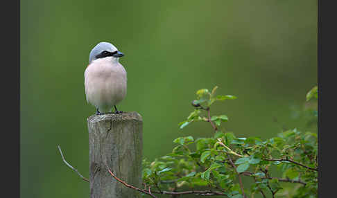 Neuntöter (Lanius collurio)