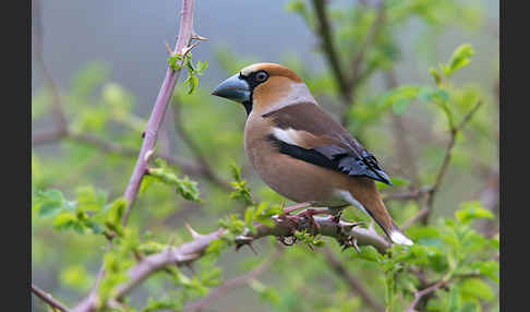 Kernbeißer (Coccothraustes coccothraustes)