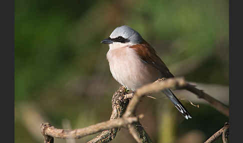 Neuntöter (Lanius collurio)